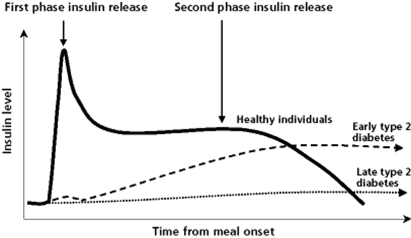 Phases-of-Insulin secretion