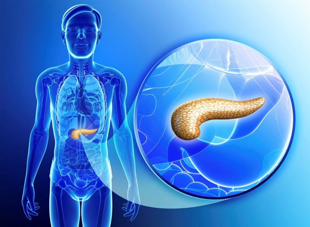 Significance of the Pancreas