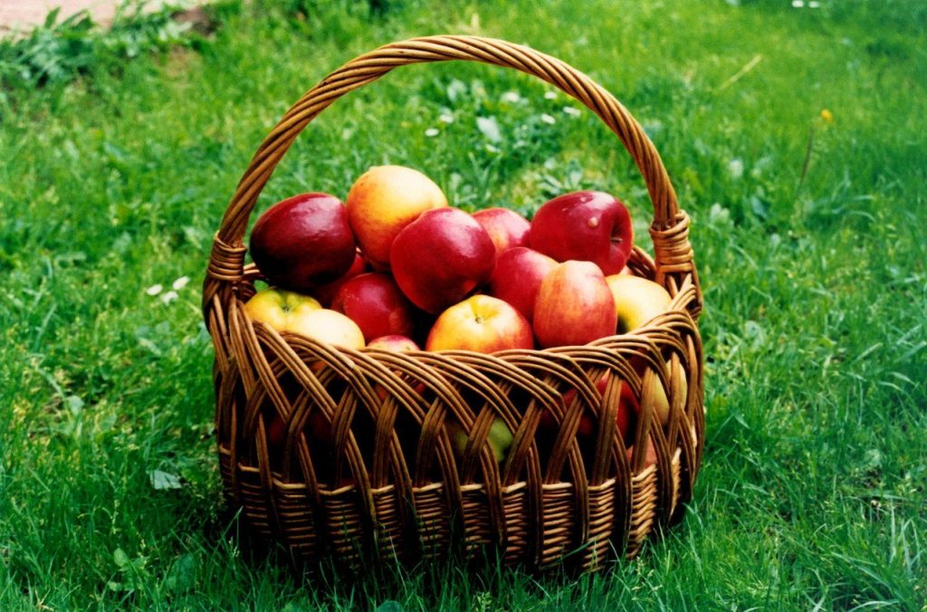 Apples - Crunch Your Way to Healthy Nutrition