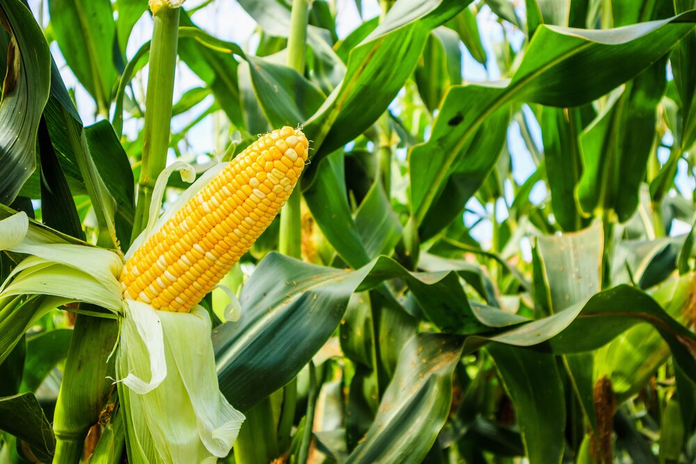 Corn health benefits and side effects